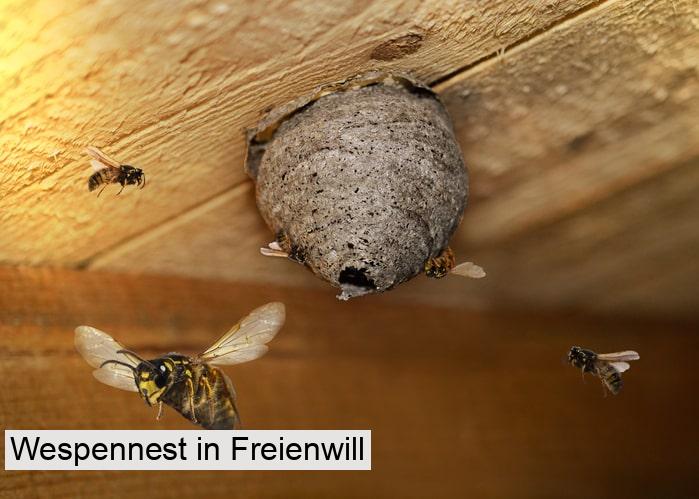 Wespennest in Freienwill